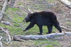 Black Bear, Ursus americanus