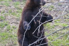 Black Bear, Ursus americanus