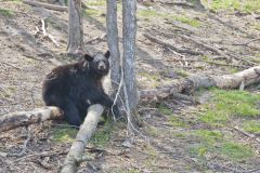 Black Bear, Ursus americanus