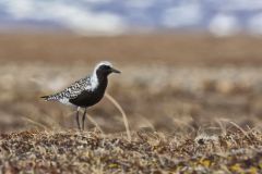 Black-bellied Plover, Pluvialis squatarola