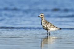 Black-bellied Plover, Pluvialis squatarola