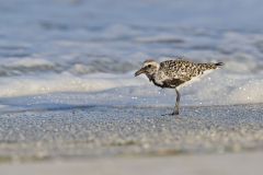 Black-bellied Plover, Pluvialis squatarola