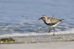 Black-bellied Plover, Pluvialis squatarola