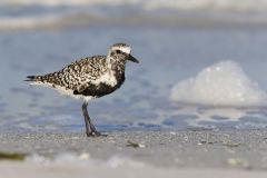 Black-bellied Plover, Pluvialis squatarola