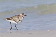 Black-bellied Plover, Pluvialis squatarola