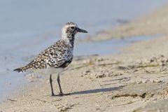 Black-bellied Plover, Pluvialis squatarola