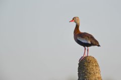 Black-bellied Whistling Duck, Dendrocygna autumnalis