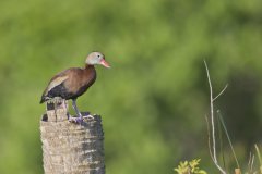 Black-bellied Whistling Duck, Dendrocygna autumnalis