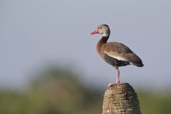 Black-bellied Whistling Duck, Dendrocygna autumnalis