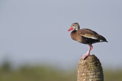 Black-bellied Whistling Duck, Dendrocygna autumnalis