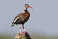 Black-bellied Whistling Duck, Dendrocygna autumnalis