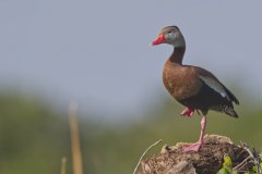 Black-bellied Whistling Duck, Dendrocygna autumnalis