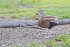 Black-bellied Whistling Duck, Dendrocygna autumnalis