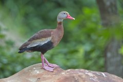 Black-bellied Whistling Duck, Dendrocygna autumnalis