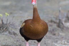 Black-bellied Whistling Duck, Dendrocygna autumnalis