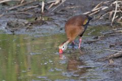 Black-bellied Whistling Duck, Dendrocygna autumnalis