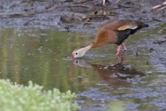 Black-bellied Whistling Duck, Dendrocygna autumnalis