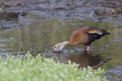 Black-bellied Whistling Duck, Dendrocygna autumnalis