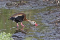 Black-bellied Whistling Duck, Dendrocygna autumnalis