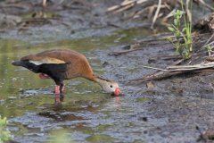 Black-bellied Whistling Duck, Dendrocygna autumnalis