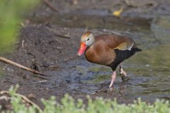 Black-bellied Whistling Duck, Dendrocygna autumnalis