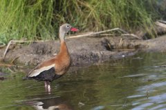 Black-bellied Whistling Duck, Dendrocygna autumnalis