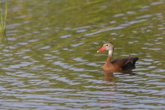 Black-bellied Whistling Duck, Dendrocygna autumnalis