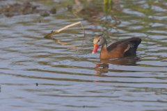 Black-bellied Whistling Duck, Dendrocygna autumnalis