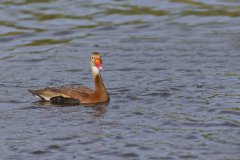 Black-bellied Whistling Duck, Dendrocygna autumnalis