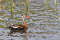 Black-bellied Whistling Duck, Dendrocygna autumnalis