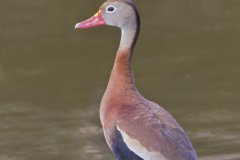 Black-bellied Whistling Duck, Dendrocygna autumnalis