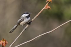 Black-capped Chickadee, Poecile atricapillus