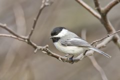 Black-capped Chickadee, Poecile atricapillus