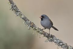 Black-chinned Sparrow, Spizella atrogularis