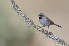 Black-chinned Sparrow, Spizella atrogularis