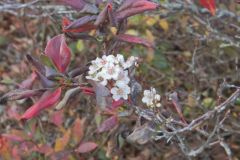 Black Chokeberry, Aronia melanocarpa