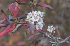 Black Chokeberry, Aronia melanocarpa