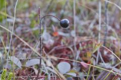 Black Chokeberry, Aronia melanocarpa