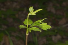 Black Cohosh, Actaea racemosa