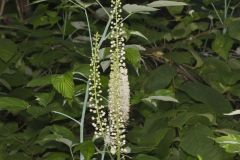 Black Cohosh, Actaea racemosa