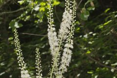 Black Cohosh, Actaea racemosa