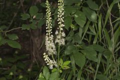 Black Cohosh, Actaea racemosa