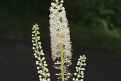 Black Cohosh, Actaea racemosa