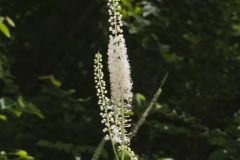 Black Cohosh, Actaea racemosa