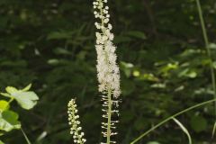 Black Cohosh, Actaea racemosa