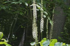 Black Cohosh, Actaea racemosa