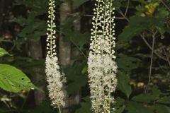 Black Cohosh, Actaea racemosa