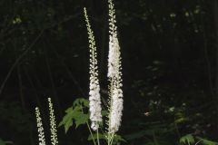 Black Cohosh, Actaea racemosa