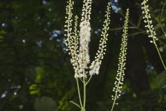 Black Cohosh, Actaea racemosa