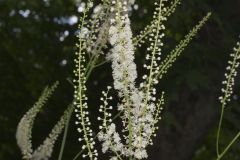 Black Cohosh, Actaea racemosa